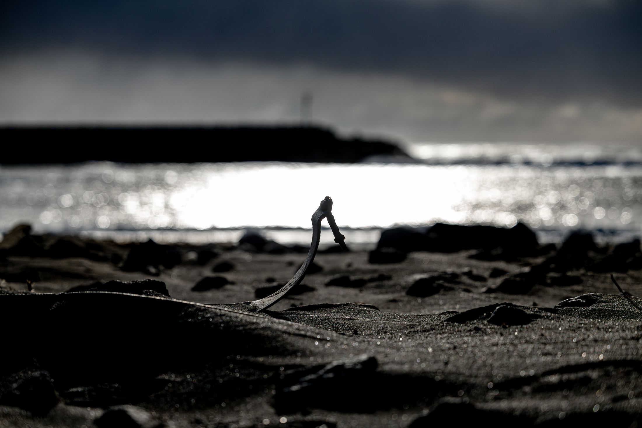 Treibholz-Silhouette am schwarzen Strand im Gegenlicht