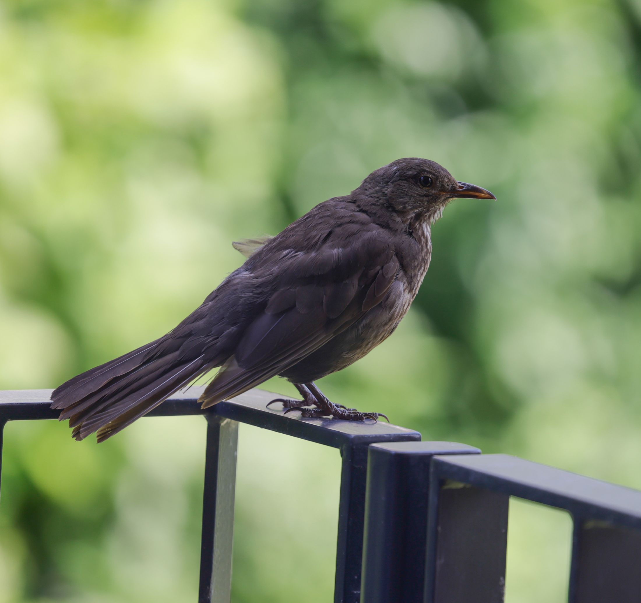Amsel im Profil auf einem Geländer