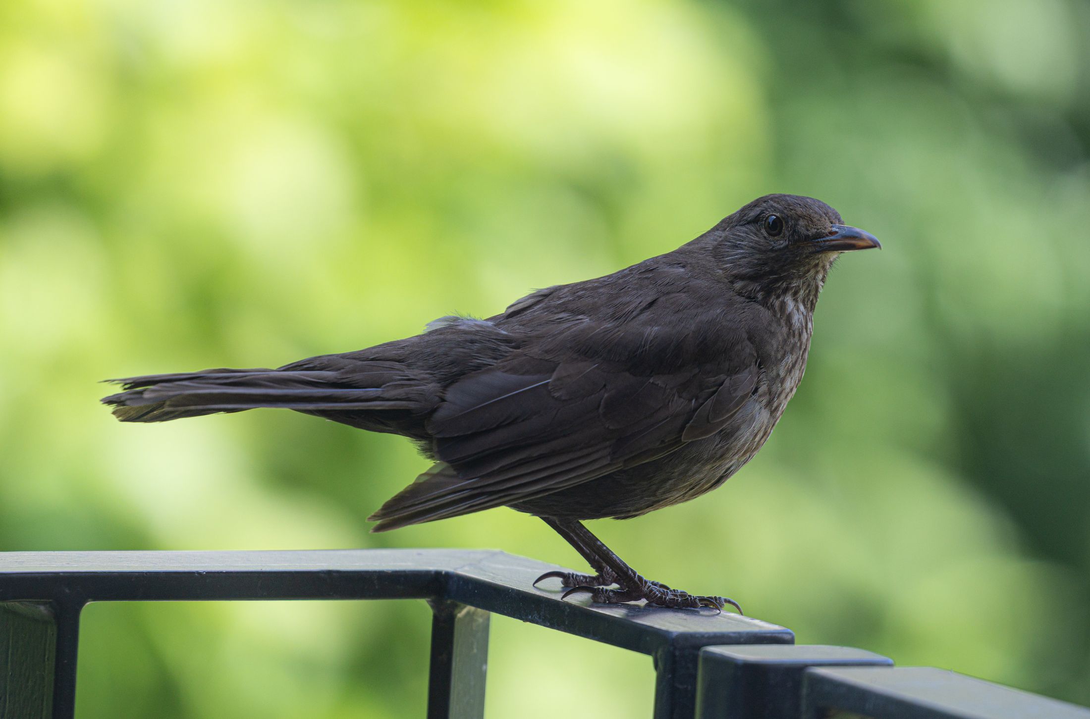 Amsel sitzt auf einem Metallgeländer vor grünem Hintergrund