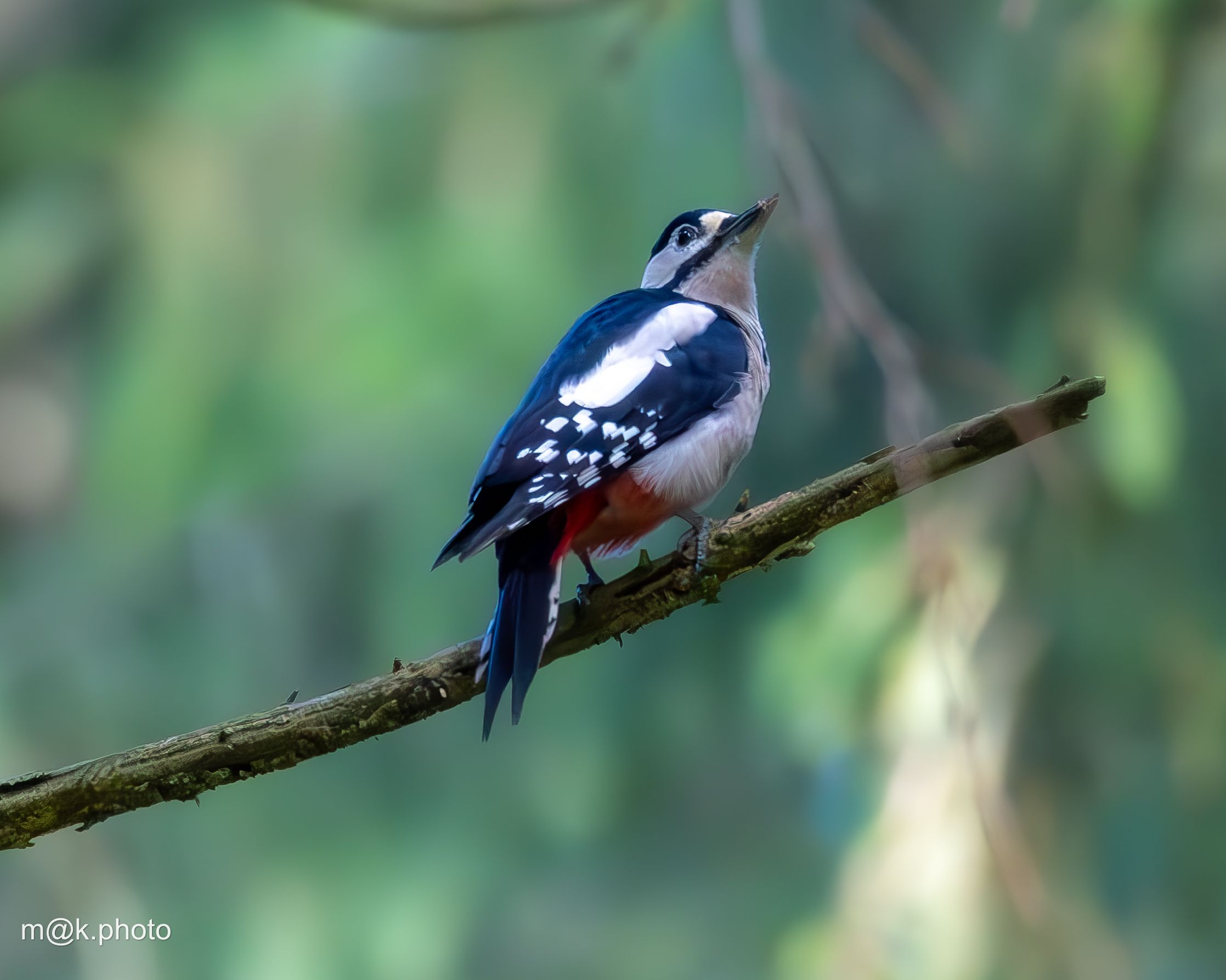 Great spotted woodpecker with black-and-white plumage and red underside on a branch