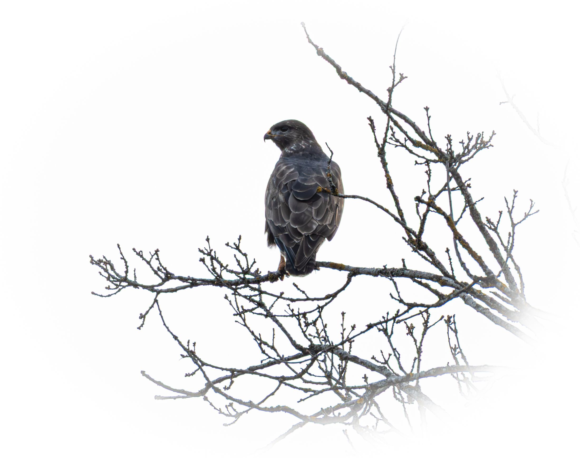 Mäusebussard auf kahlem Ast vor hellem Himmel