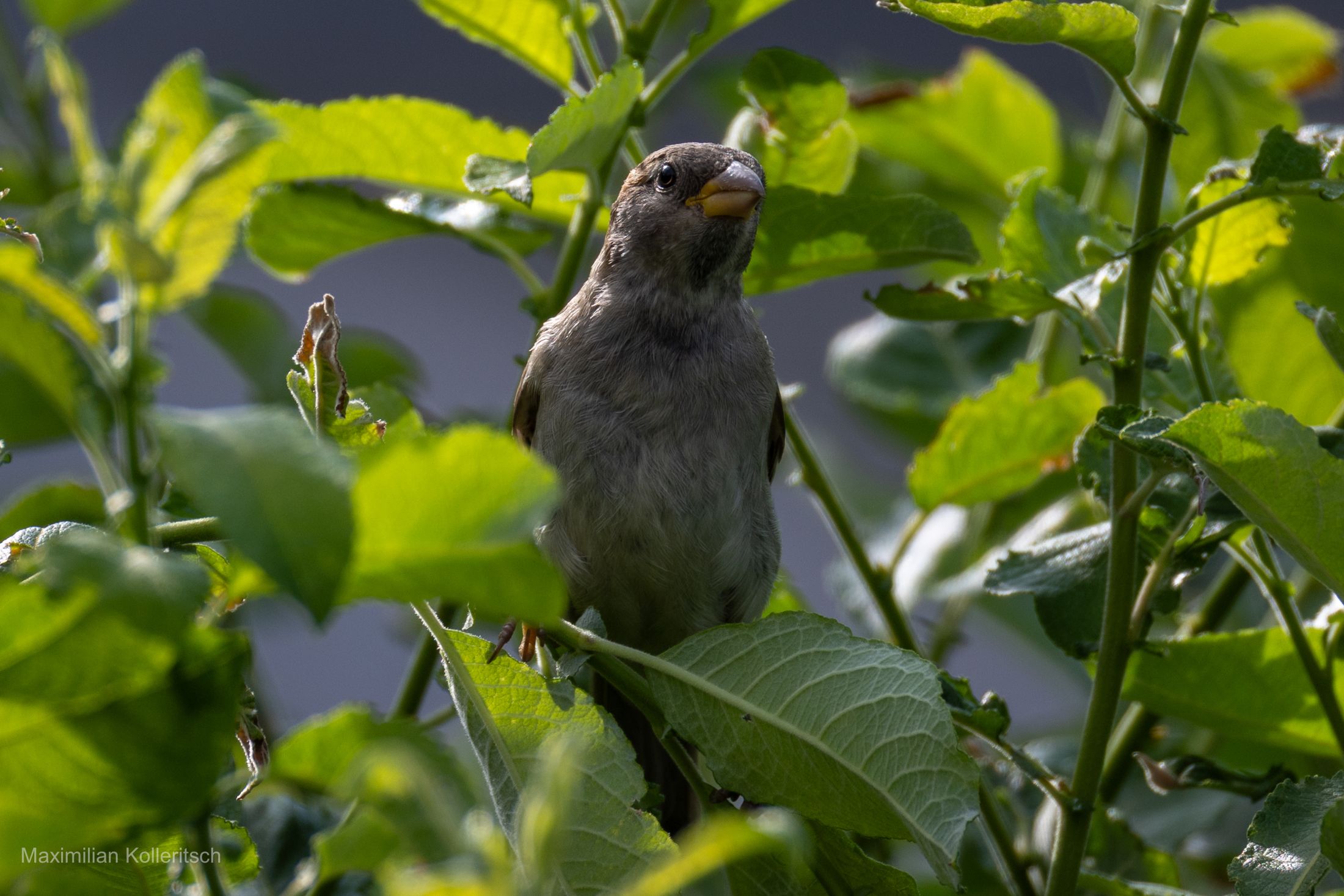 Spatz zwischen grünen Blättern im Gegenlicht